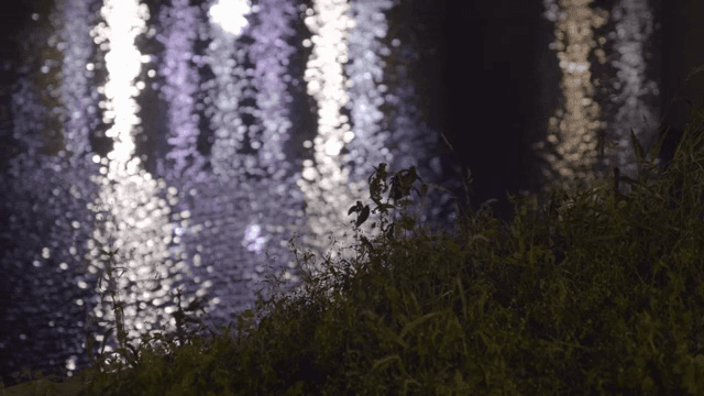 물가에 있는 식물들