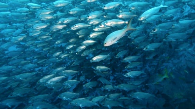 School of Fish Swimming Underwater