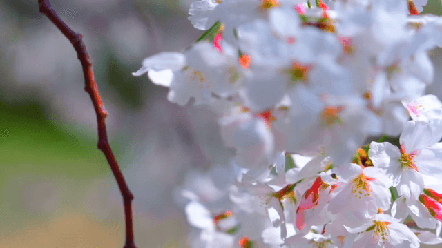 가지에 만개한 벚꽃