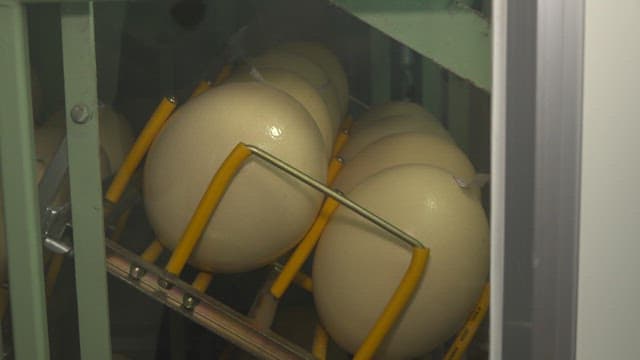 Machine rotating large ostrich eggs for incubation