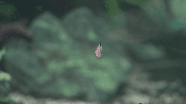Small tropical fish swimming in clean aquarium