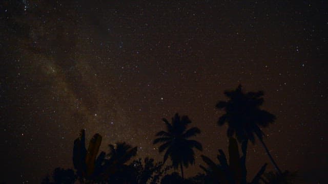 나무 실루엣이 있는 별이 빛나는 밤하늘