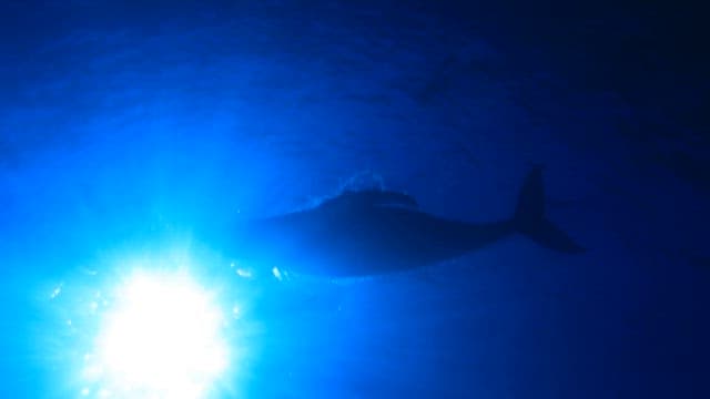 Whale silhouette under the sea in sunlight