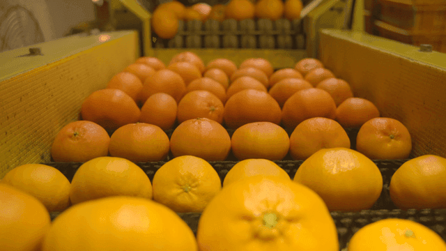 Tangerines rotating on conveyor belt at factory