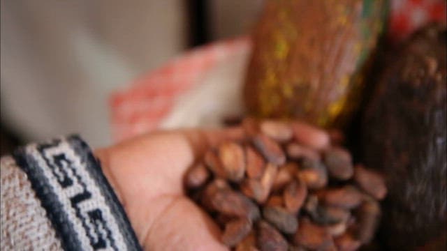 Close-Up of Hands Holding Cocoa Beans