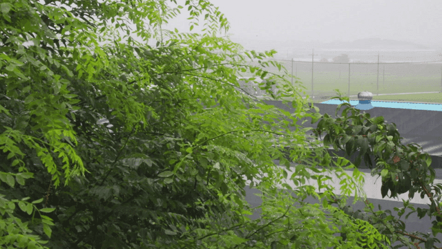 나무 위로 떨어지는 빗물