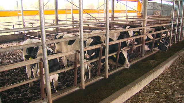 Milk cows feeding in a country barn