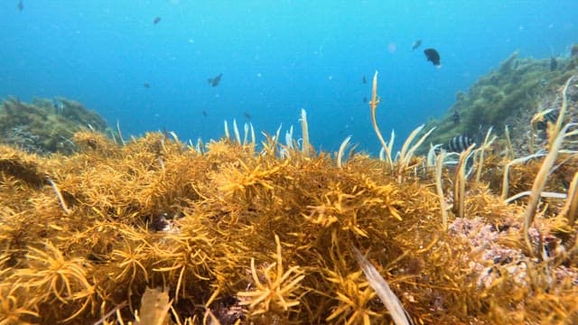 Underwater scene with fish and seaweed