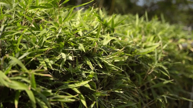 햇빛 속의 푸른 대나무 잎