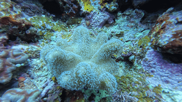 Marine rocks with colorful coral reefs