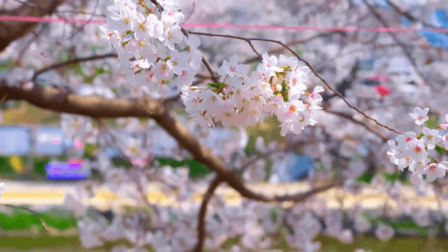 가지에 만개한 벚꽃