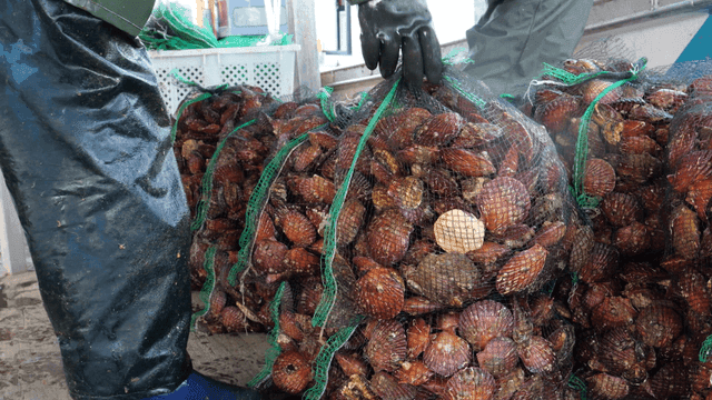 Fishermen sorting scallops in net