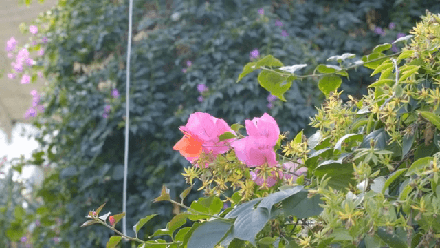 Vibrant pink flowers in a lush garden
