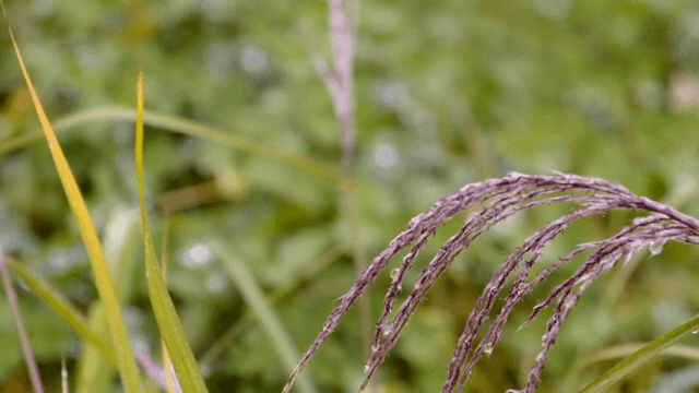 억새풀에 맺힌 빗방울