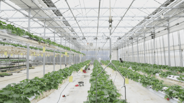 푸른 식물이 가득한 스마트팜 온실