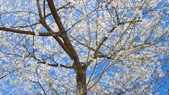 Cherry blossoms blooming under a clear sky
