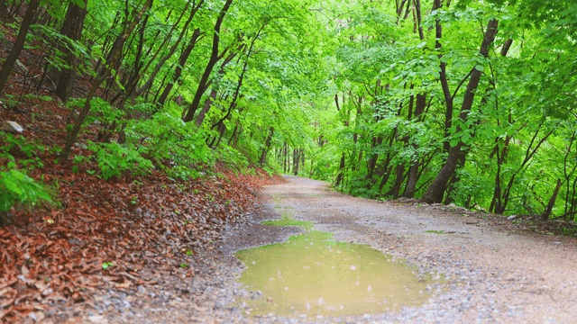 비 오는 날의 숲길