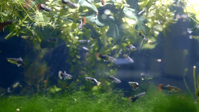 Colorful fish swimming in an aquarium