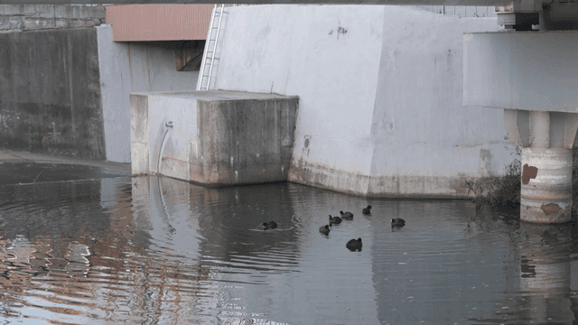 Ducks swimming under concrete bridge