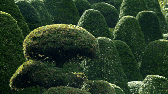 Well-trimmed trees in a lush garden