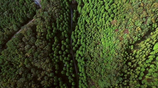 싱그러운 초록 나무가 울창한 숲의 전망