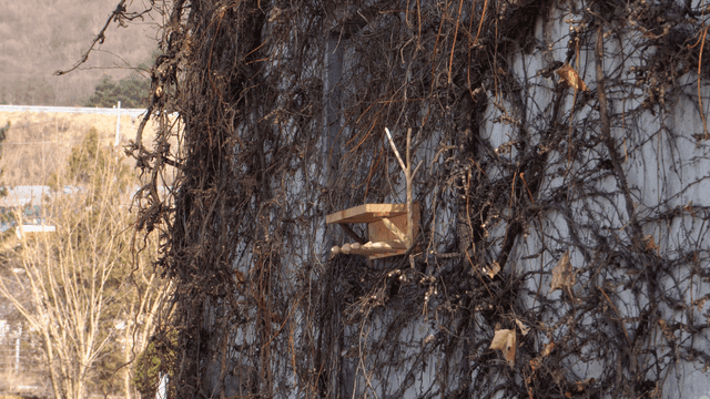 마른 덩굴로 덮인 오래된 건물에 달린 수제 나무 선반