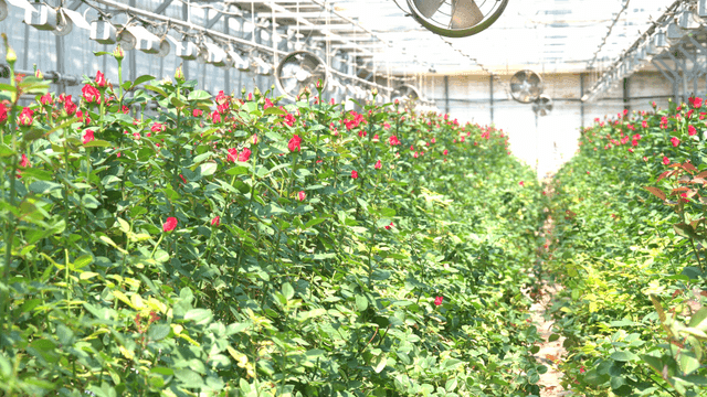 Greenhouse full of roses