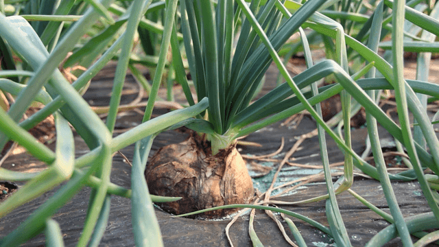 Onions grown in field