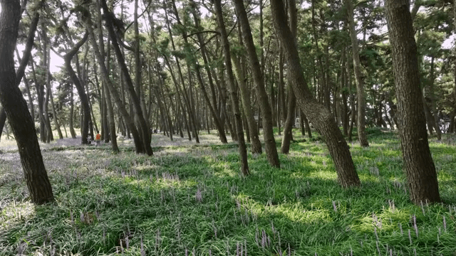 키 큰 나무와 야생화가 있는 고요한 숲