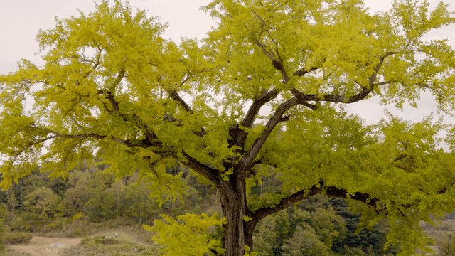 Large tree with lush green leaves