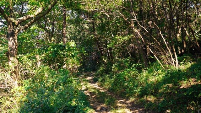 Quiet forest path with dense, green foliage