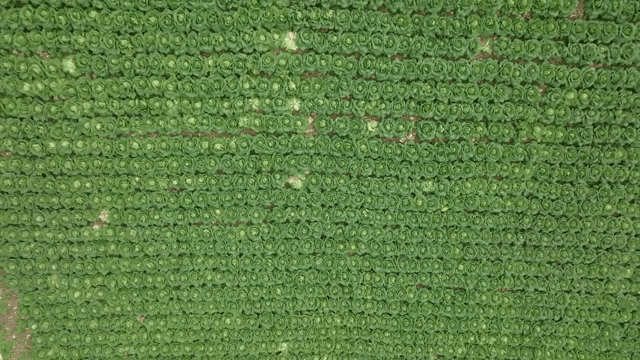 푸른 배추밭의 항공 뷰