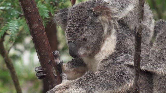 Koala Clinging to a Tree in the Wild