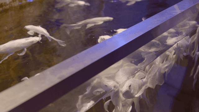 White fish swimming in a clear aquarium