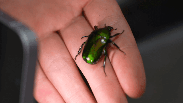 손 위 조명에 반짝이는 녹색 딱정벌레