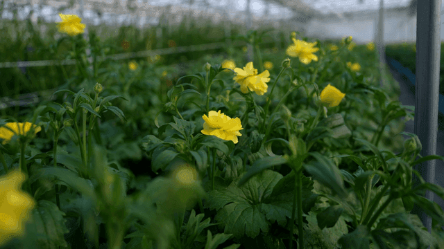 Yellow flowers blooming in a greenhouse