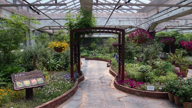 Pathway in a lush greenhouse garden