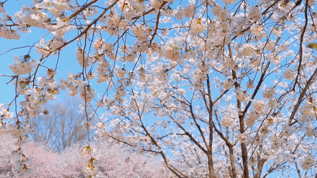 맑은 하늘 아래 만개한 벚꽃