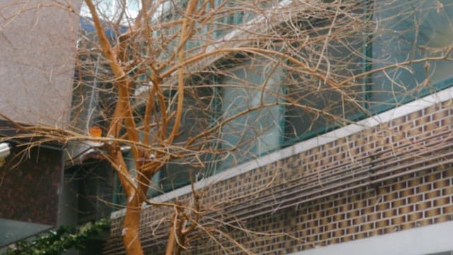 Barren winter tree next to a building on a snowy day