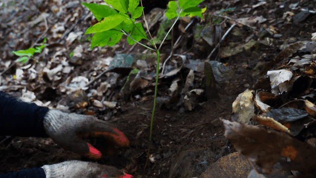 인삼을 찾아 파내는 손
