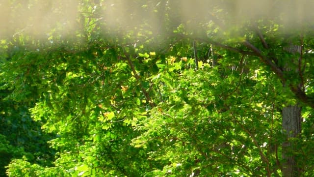 나무의 녹색 잎을 가볍게 흔드는 산들바람