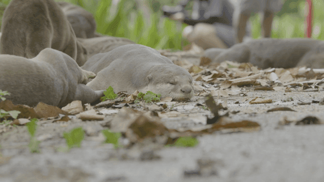 낙엽 위에서 쉬고 있는 수달들