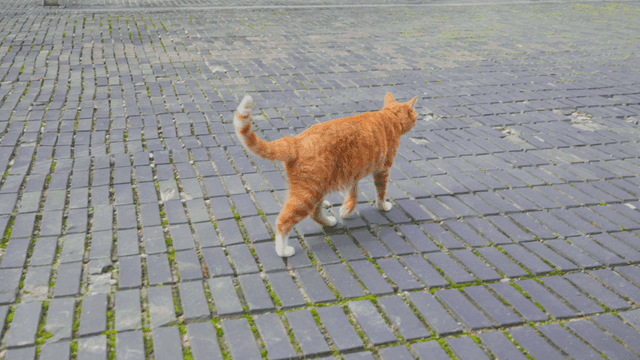 Orange tabby cat strolling along street