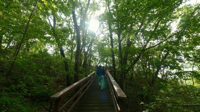 People climbing the stairs of the forest on a windy sunny day