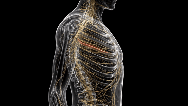 Human anatomy with highlighted rib