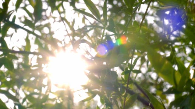 Sunlight filtering through green leaves