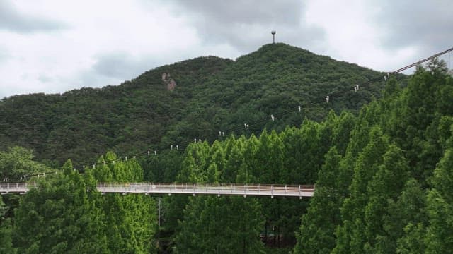 무성한 푸른 숲으로 둘러싸인 경치 좋은 다리