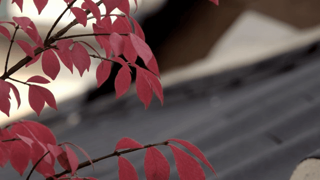 기와 지붕을 배경으로 한 붉은 잎