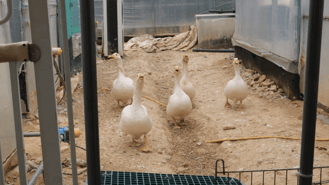 Geese walking inside a greenhouse