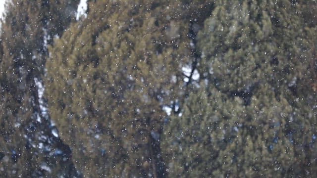 상록수에 부드럽게 내리는 눈송이